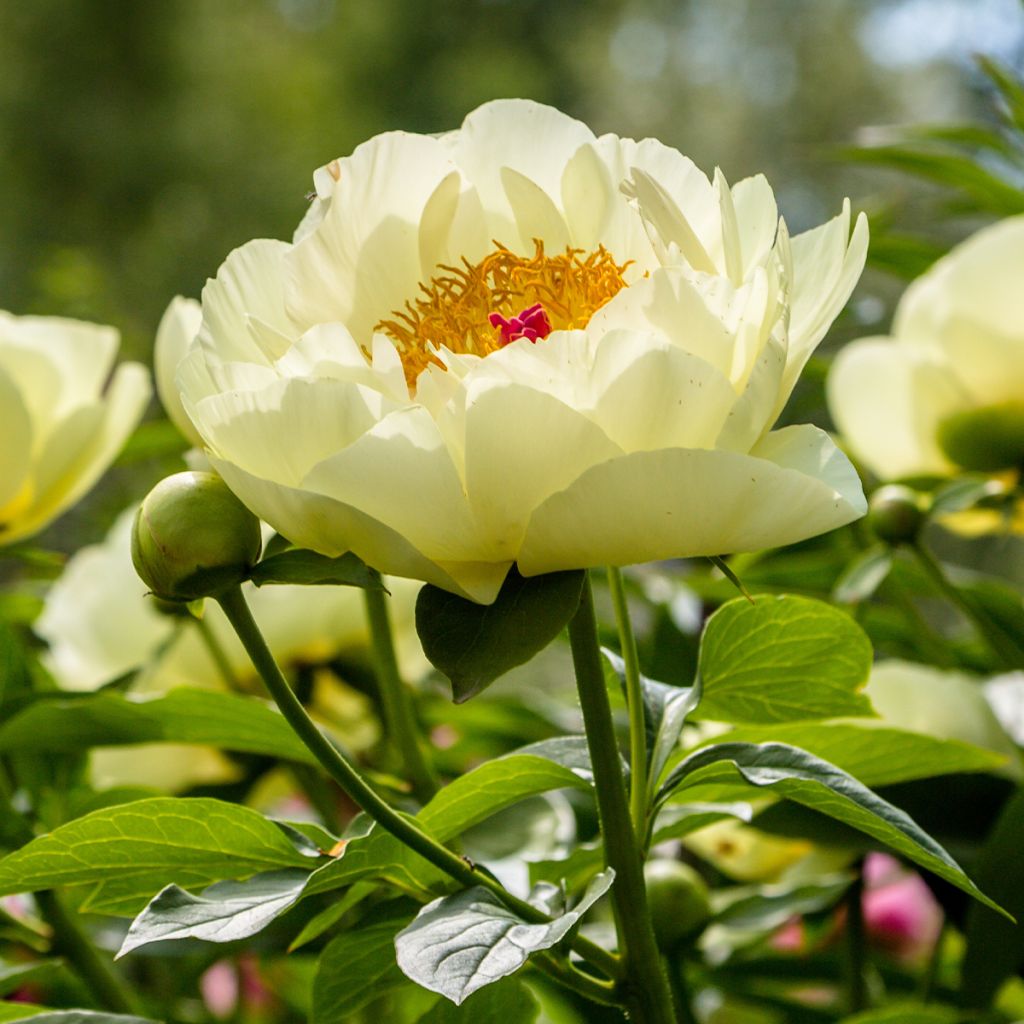 Paeonia lactiflora Lemon Chiffon