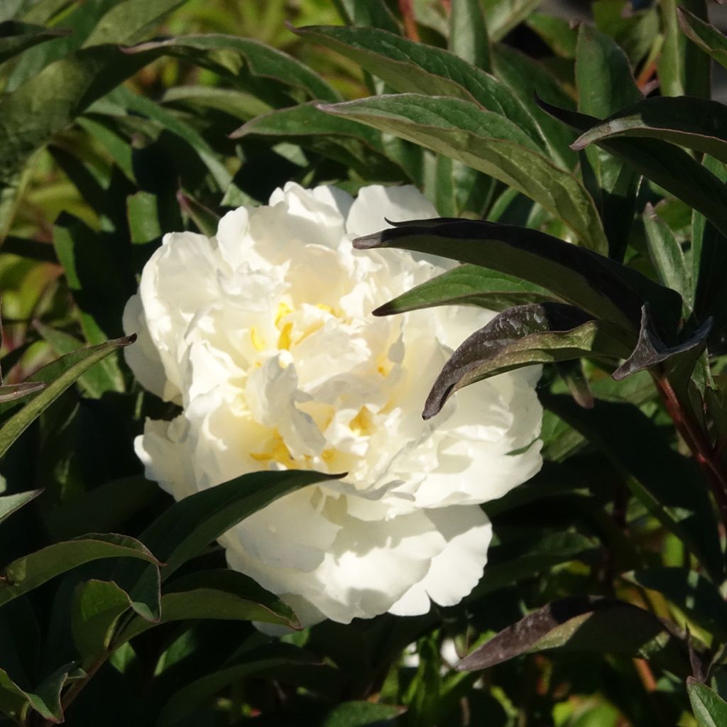 Paeonia x lactiflora Mistress - Chinese Peony