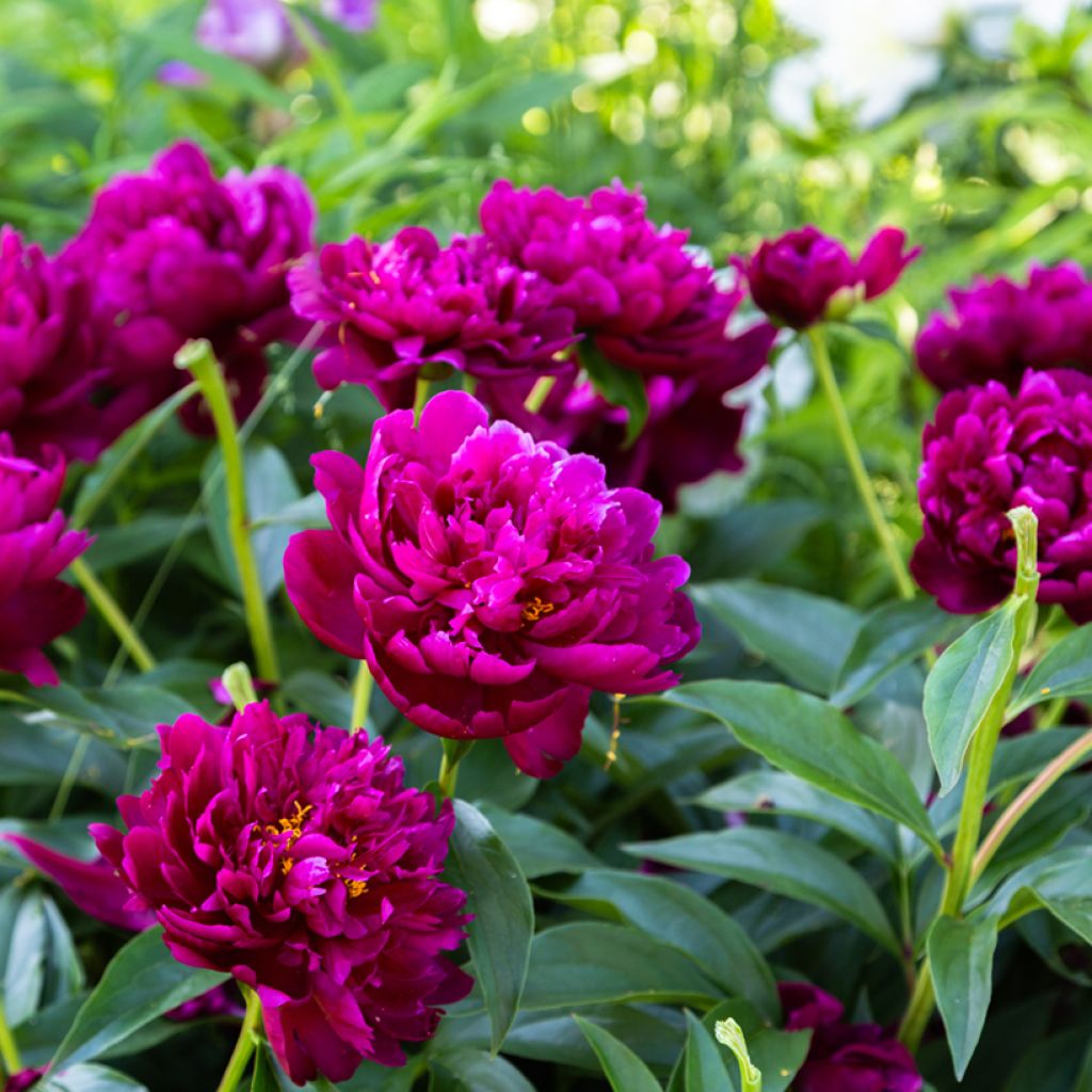 Paeonia lactiflora Peter Brand