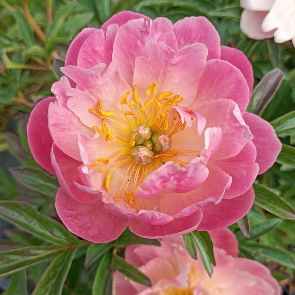 Paeonia lactiflora Pink Hawaiian Coral