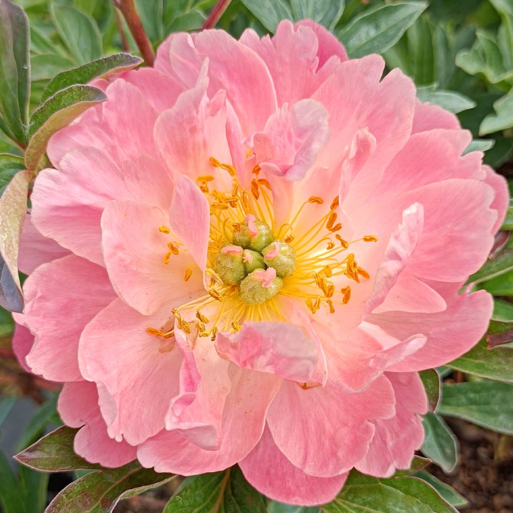 Paeonia lactiflora Pink Hawaiian Coral