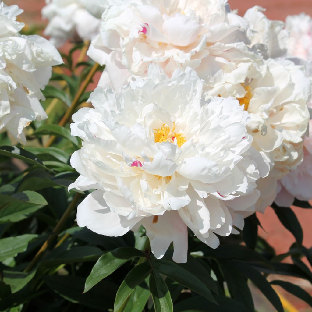 Paeonia lactiflora Reine Hortense (= President Taft)