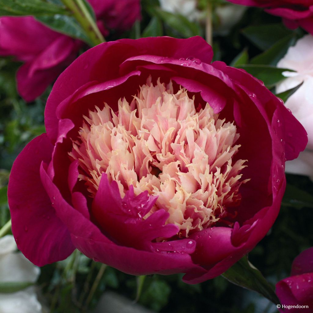 Paeonia lactiflora White Cap - Garden Peony