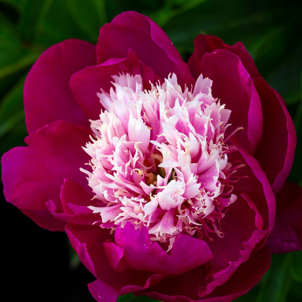 Paeonia lactiflora White Cap - Garden Peony