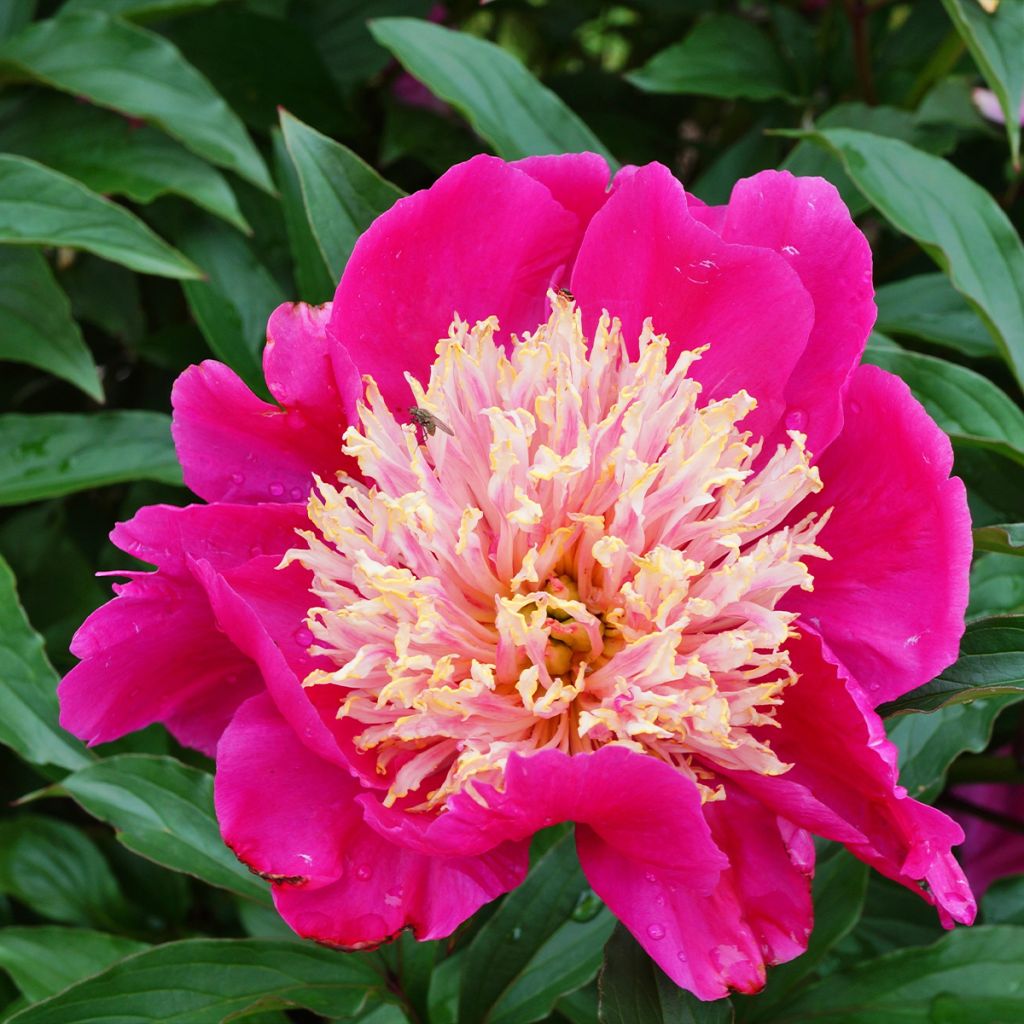 Paeonia lactiflora White Cap - Garden Peony