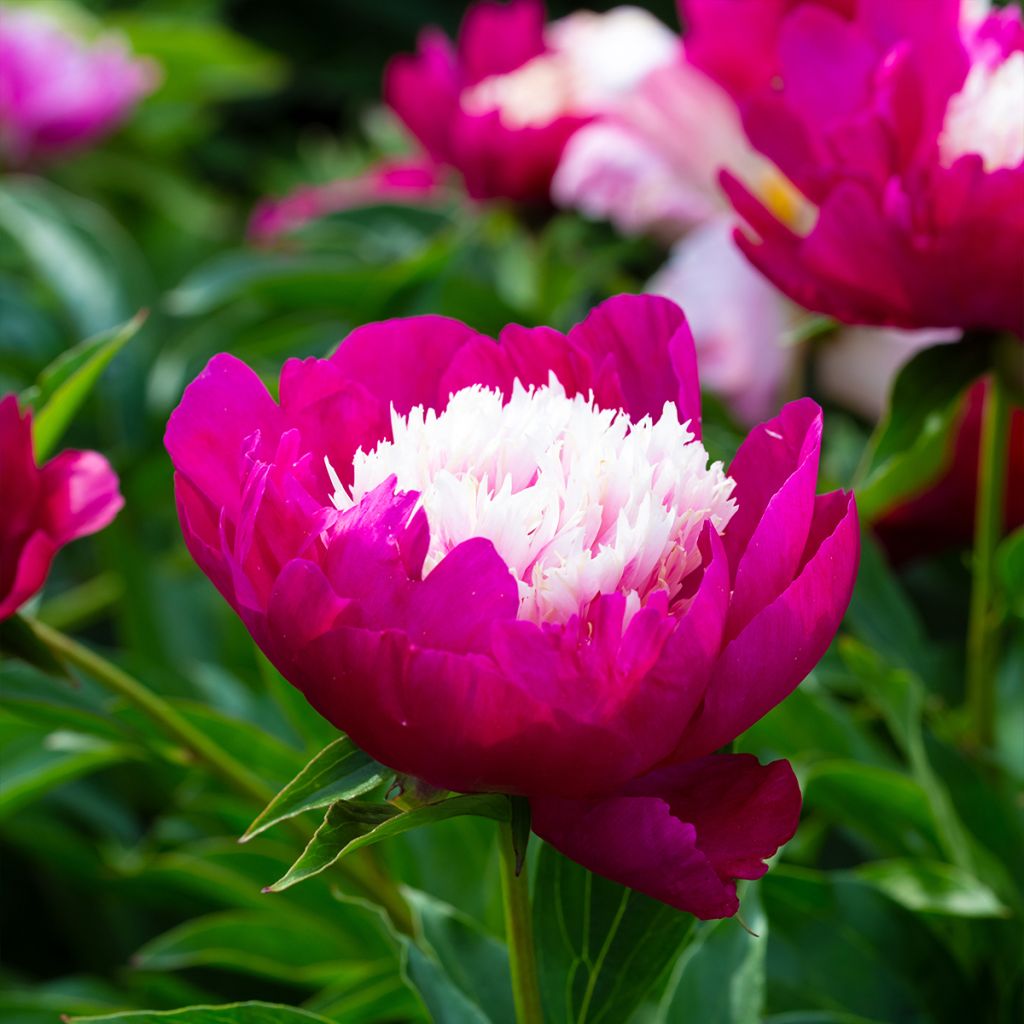 Paeonia lactiflora White Cap - Garden Peony