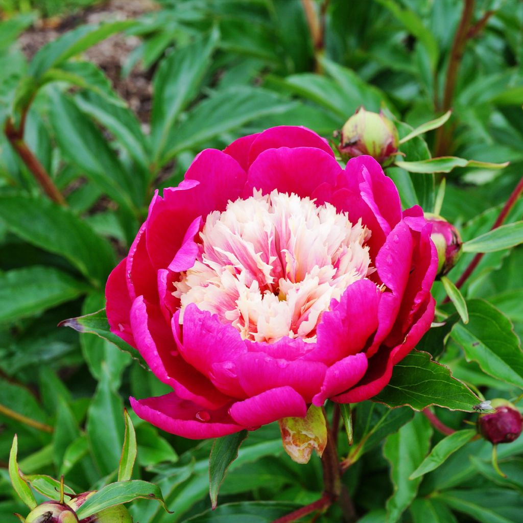 Paeonia lactiflora White Cap - Garden Peony