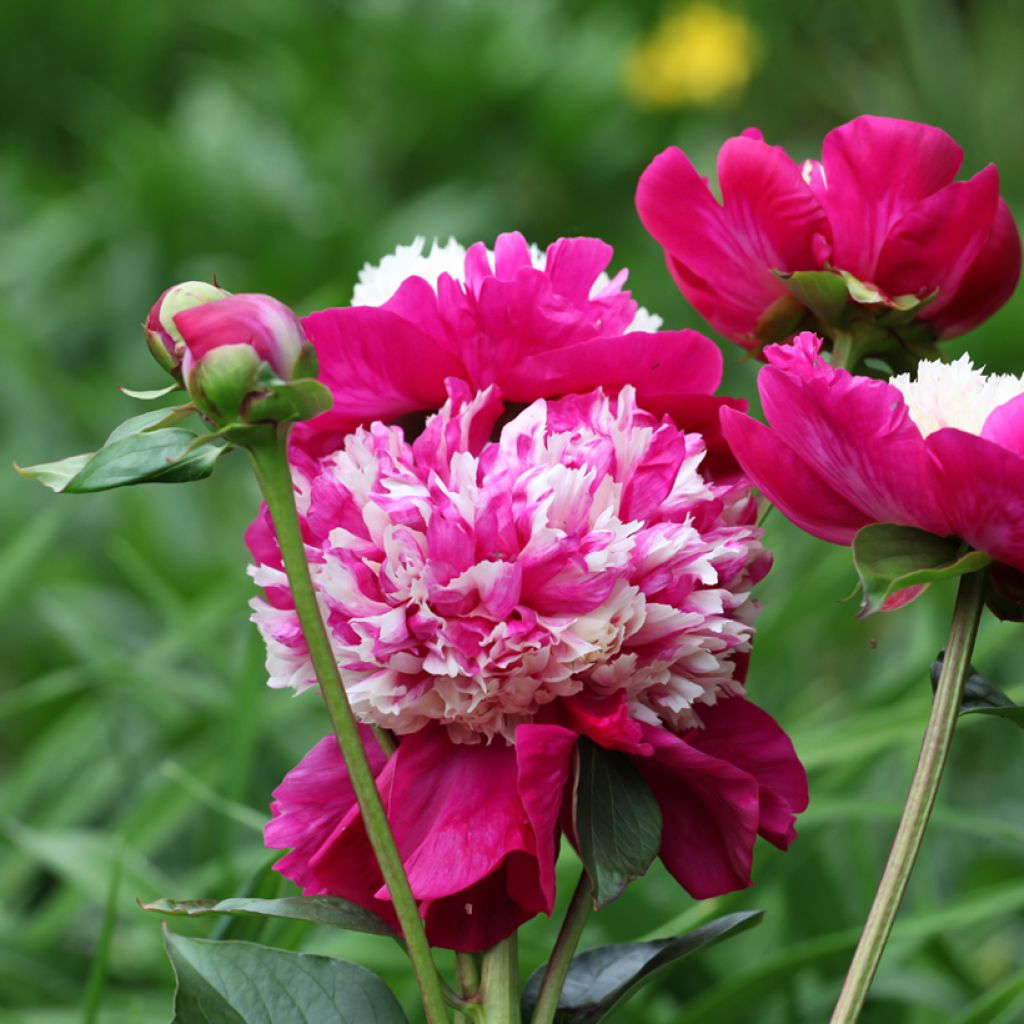 Paeonia lactiflora White Cap - Garden Peony