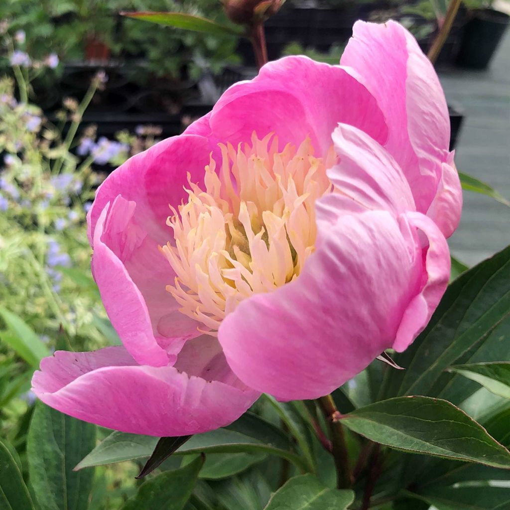 Paeonia lactiflora Bowl of Beauty