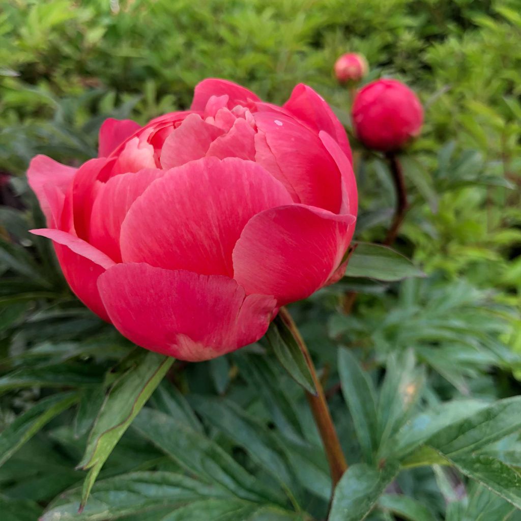 Paeonia lactiflora Coral Charm