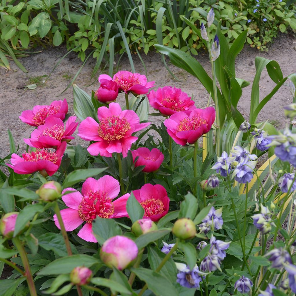 Paeonia officinalis Anemoniflora - Pivoine officinale Anemoniflora, Pivoine à fleur d’anémone, Pivoine herbacée Anemoniflora