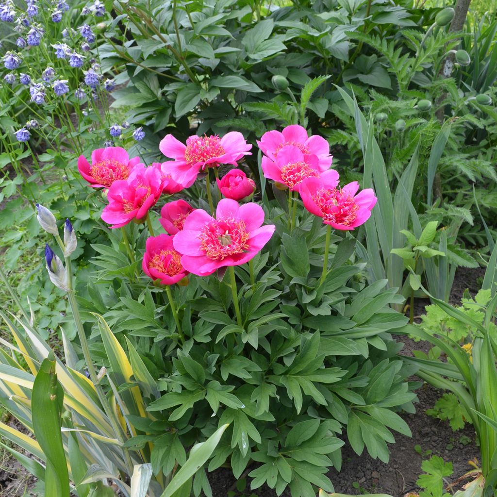 Paeonia officinalis Anemoniflora - Pivoine officinale Anemoniflora, Pivoine à fleur d’anémone, Pivoine herbacée Anemoniflora