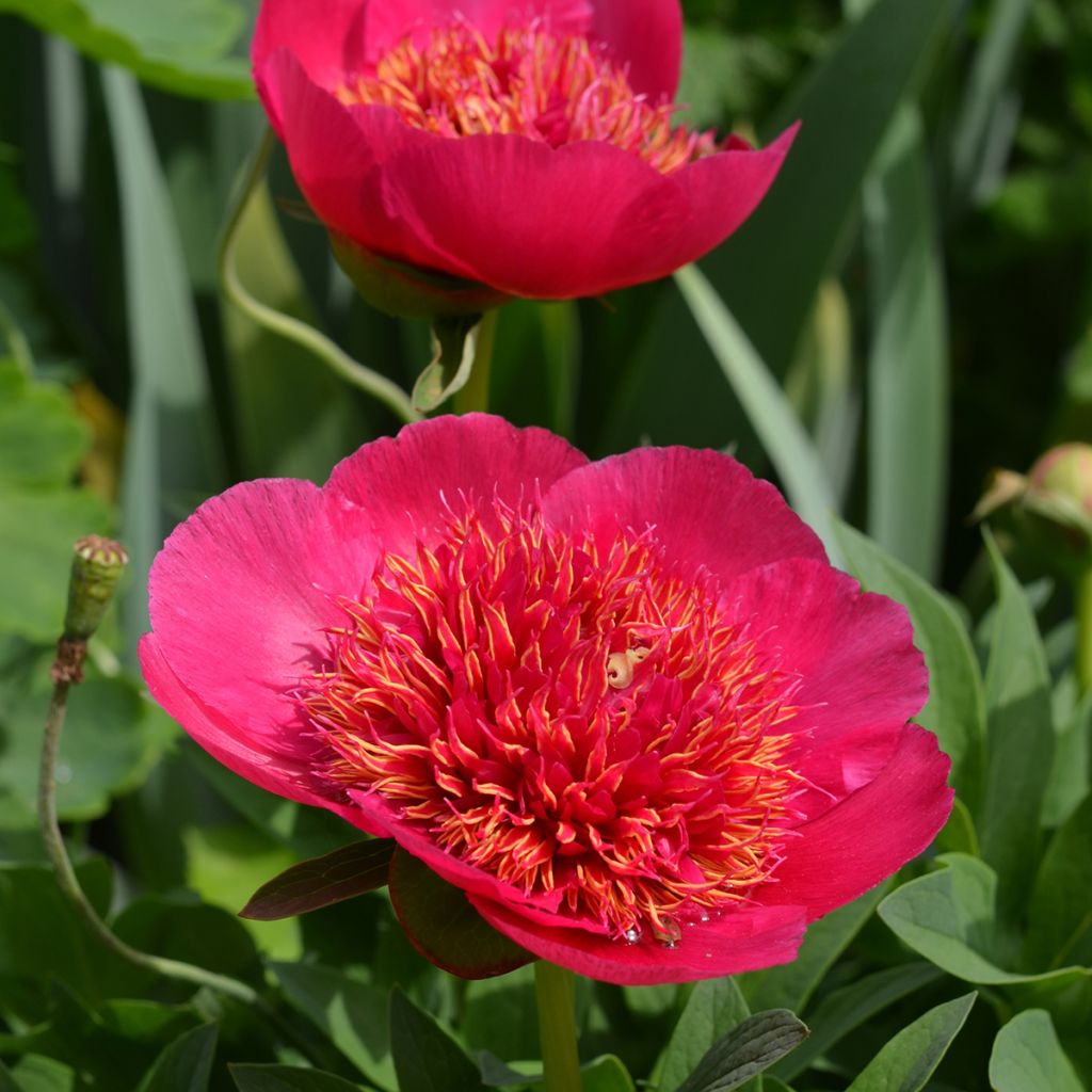Paeonia officinalis Anemoniflora - Pivoine officinale Anemoniflora, Pivoine à fleur d’anémone, Pivoine herbacée Anemoniflora