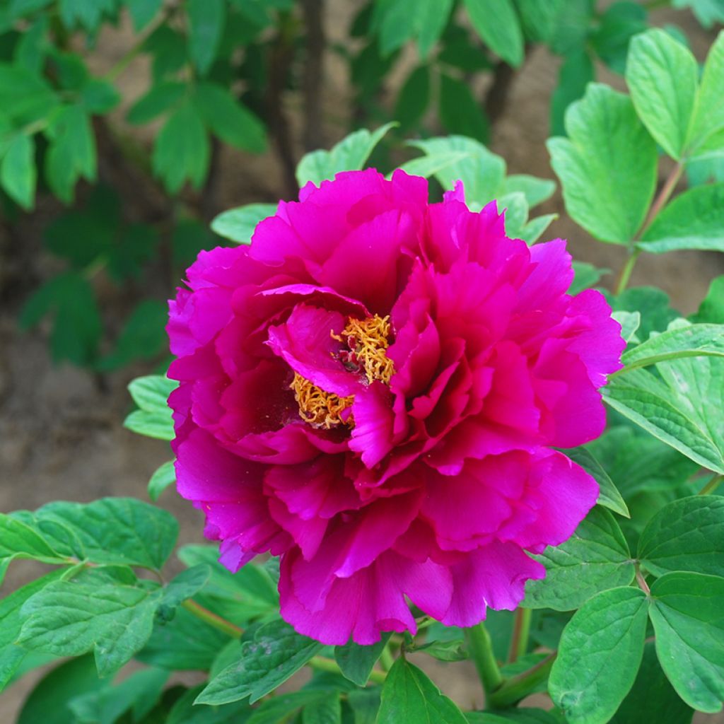 Paeonia x suffruticosa Tong Yun - Tree peony