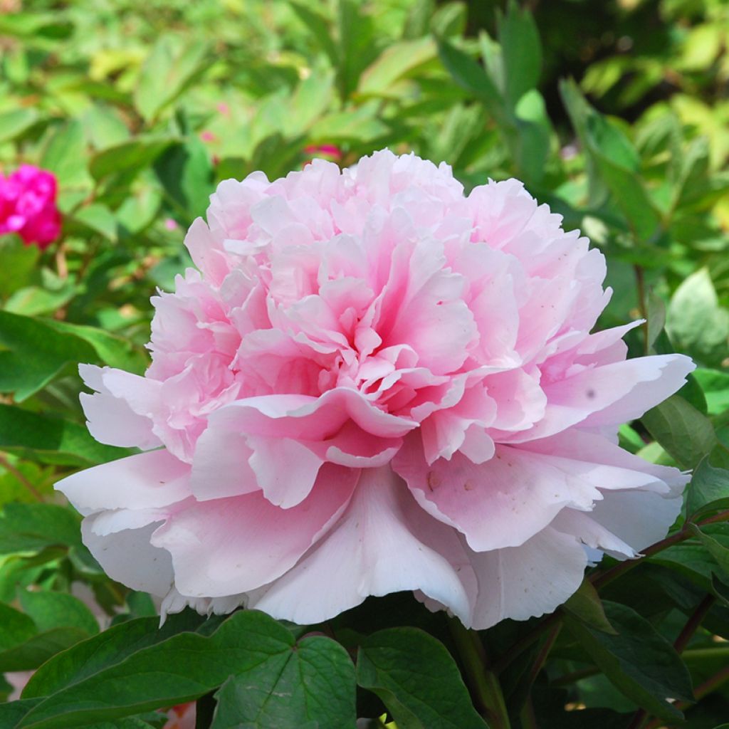 Paeonia x suffruticosa Zhao Fen - Tree peony