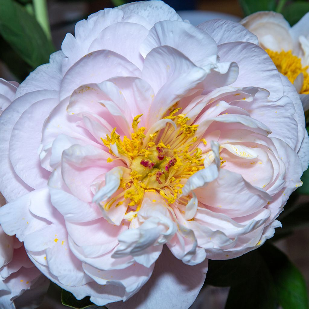 Paeonia lactiflora Blushing Princess