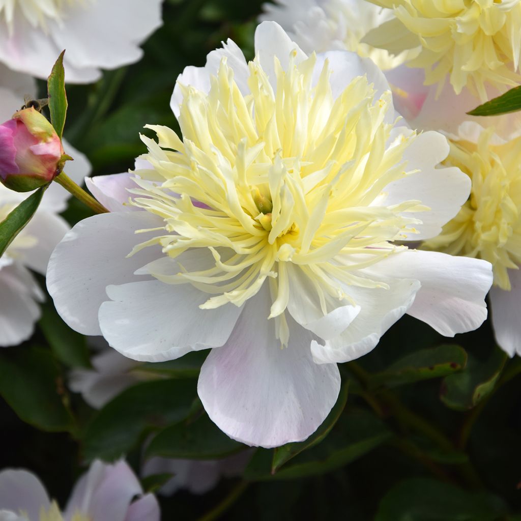 Paeonia lactiflora Butter Bowl - Peony