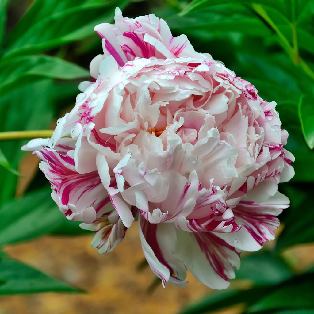 Paeonia lactiflora Candy Stripe