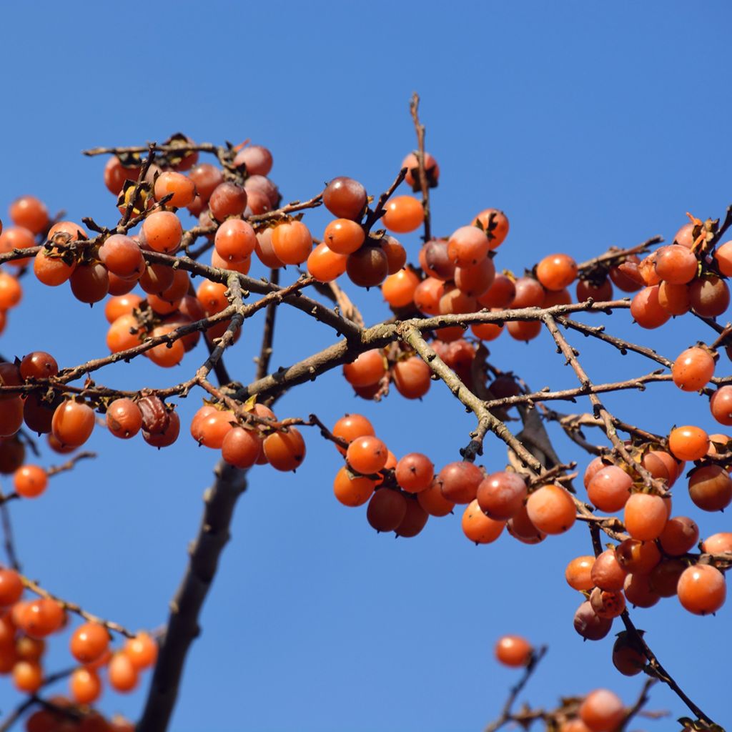 Diospyros lotus - Date-plum