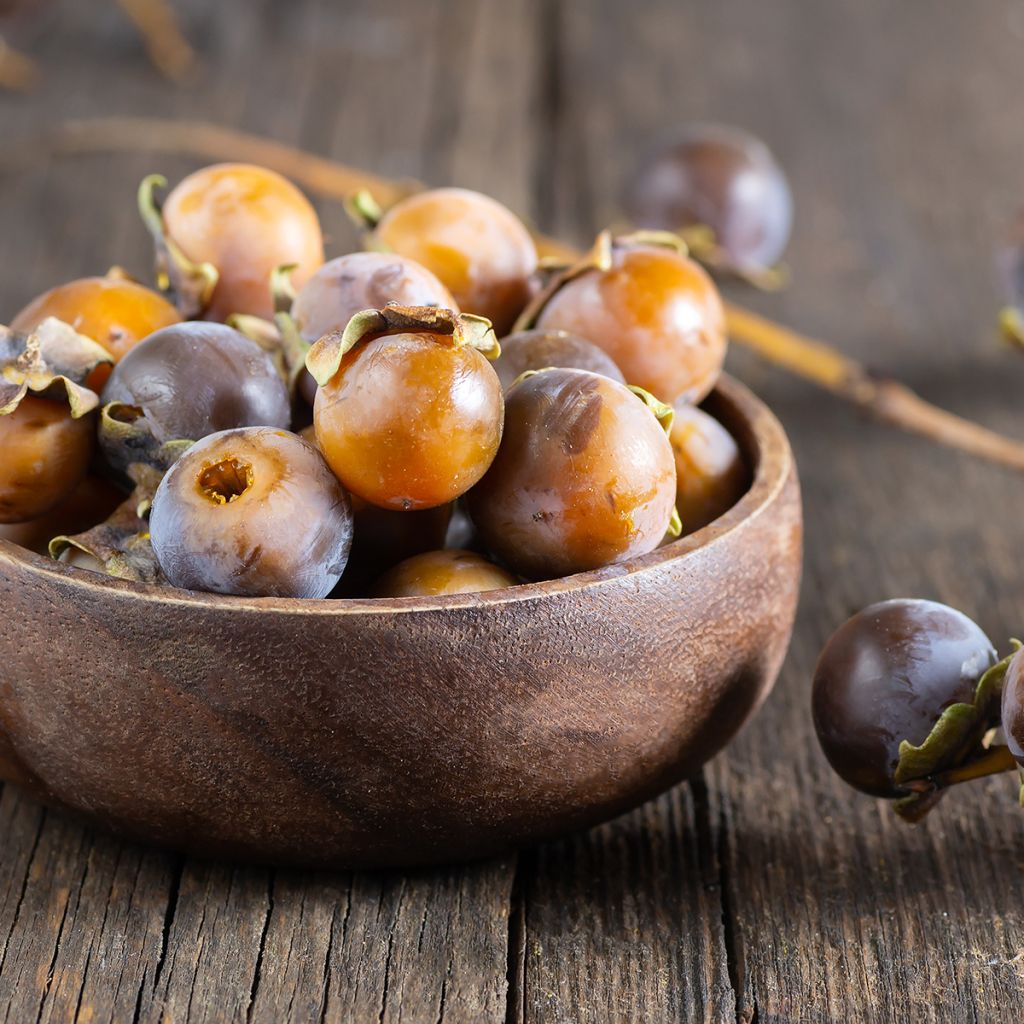 Diospyros lotus - Date-plum