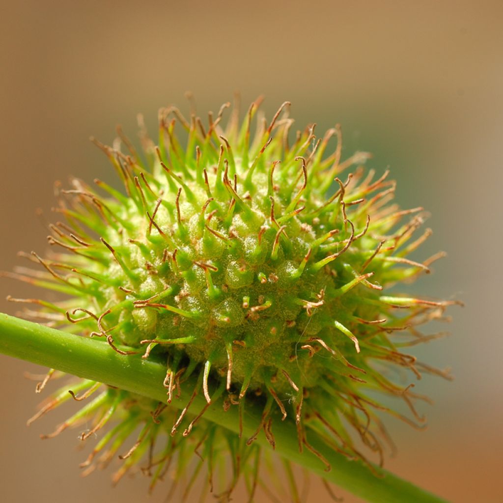 Platanus x hispanica