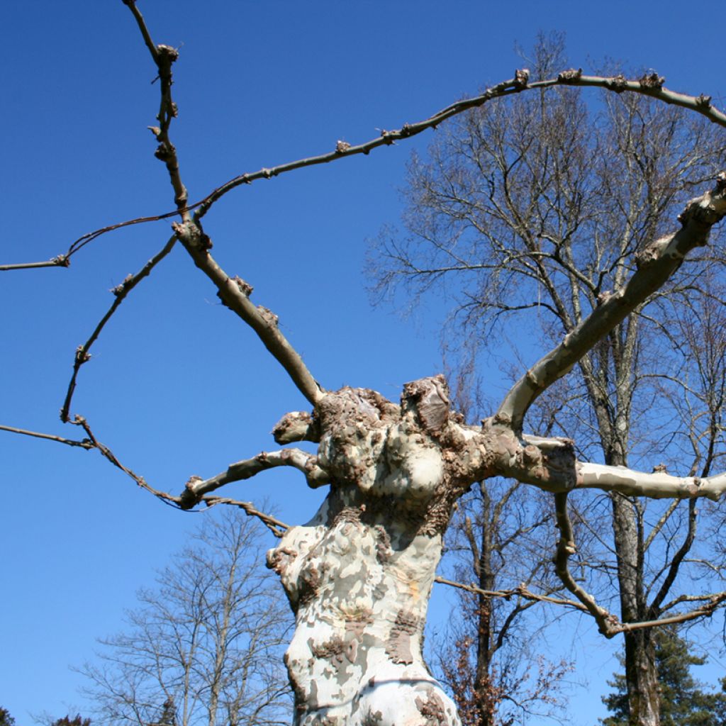 Platanus x hispanica