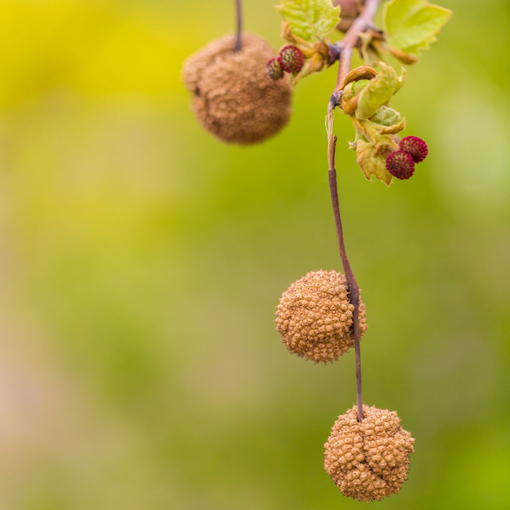 Platanus x hispanica