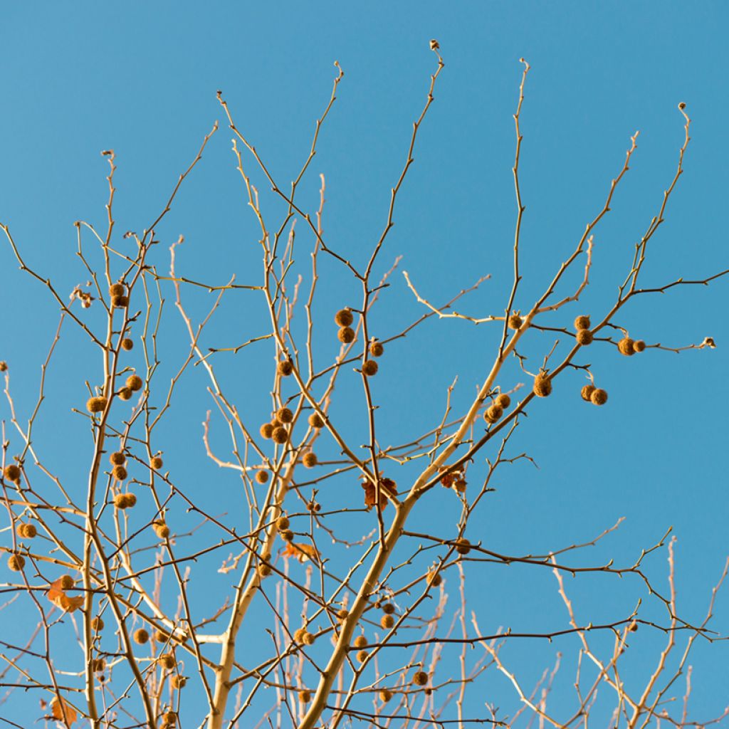 Platanus x hispanica