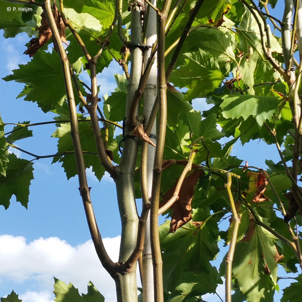 Platanus x hispanica Heijms
