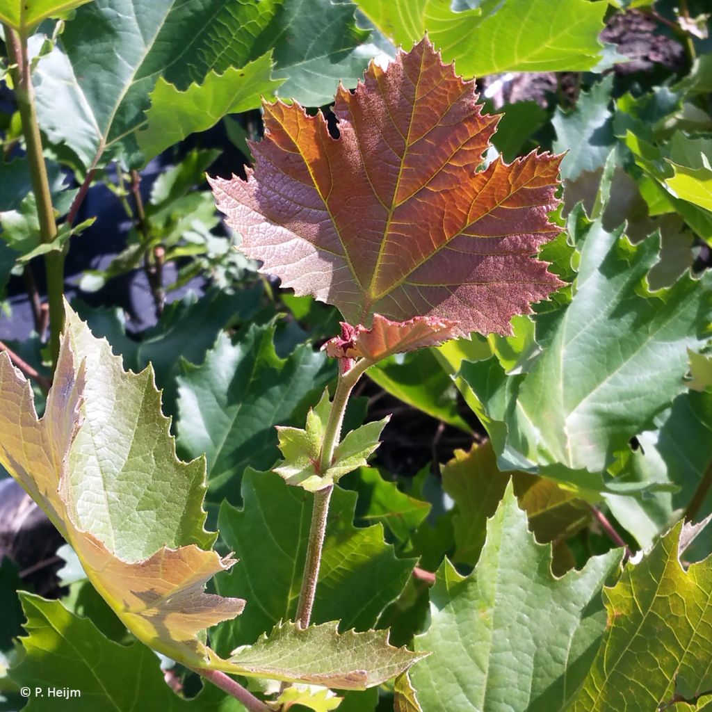 Platanus x hispanica Heijms