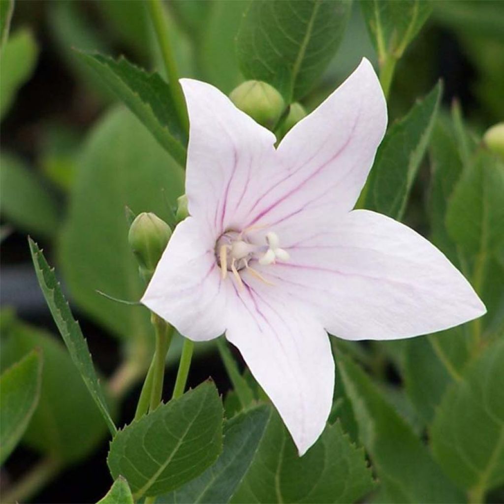 Platycodon grandiflorus Perimutterschale