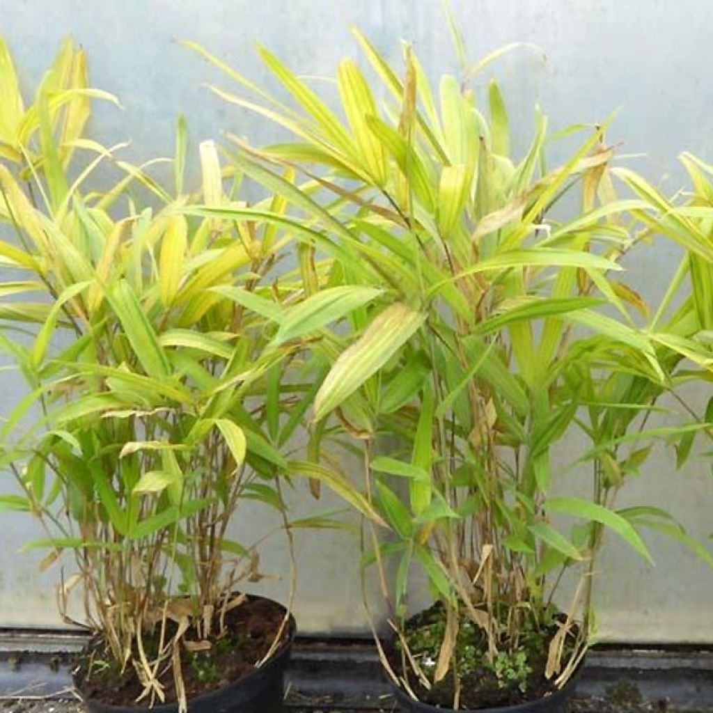 Pleioblastus auricomus - Dwarf Bamboo