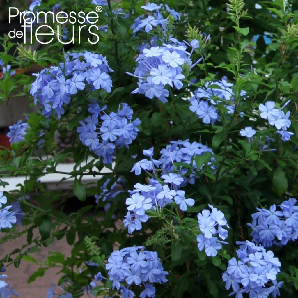 Plumbago auriculata Dark Blue