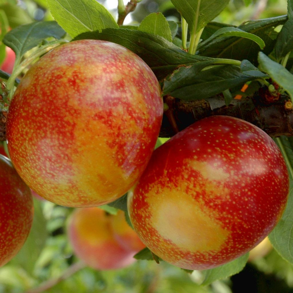 Pluot Flavor Candy - Plumcot