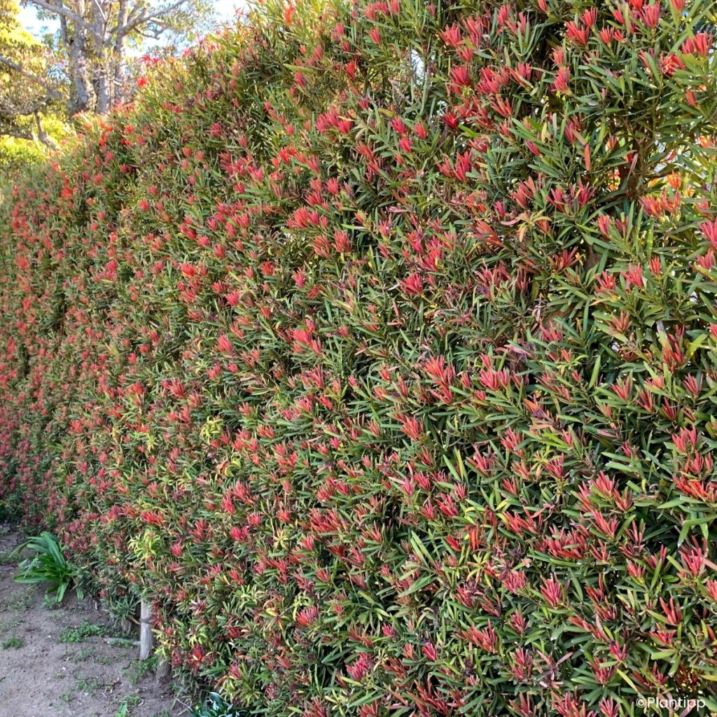 Podocarpus macrophyllus Mood Ring - Buddhist pine