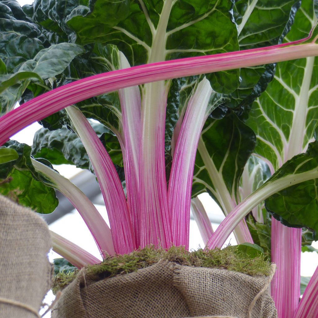 Beta vulgaris var. cicla 'Lipstick' seeds - Swiss chard