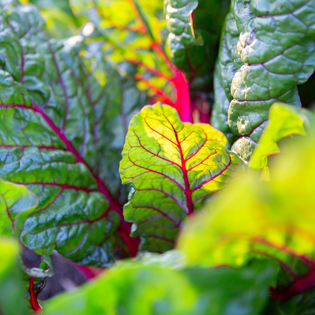 Fireworks Swiss Chard - Beta vulgaris subsp. cicla 