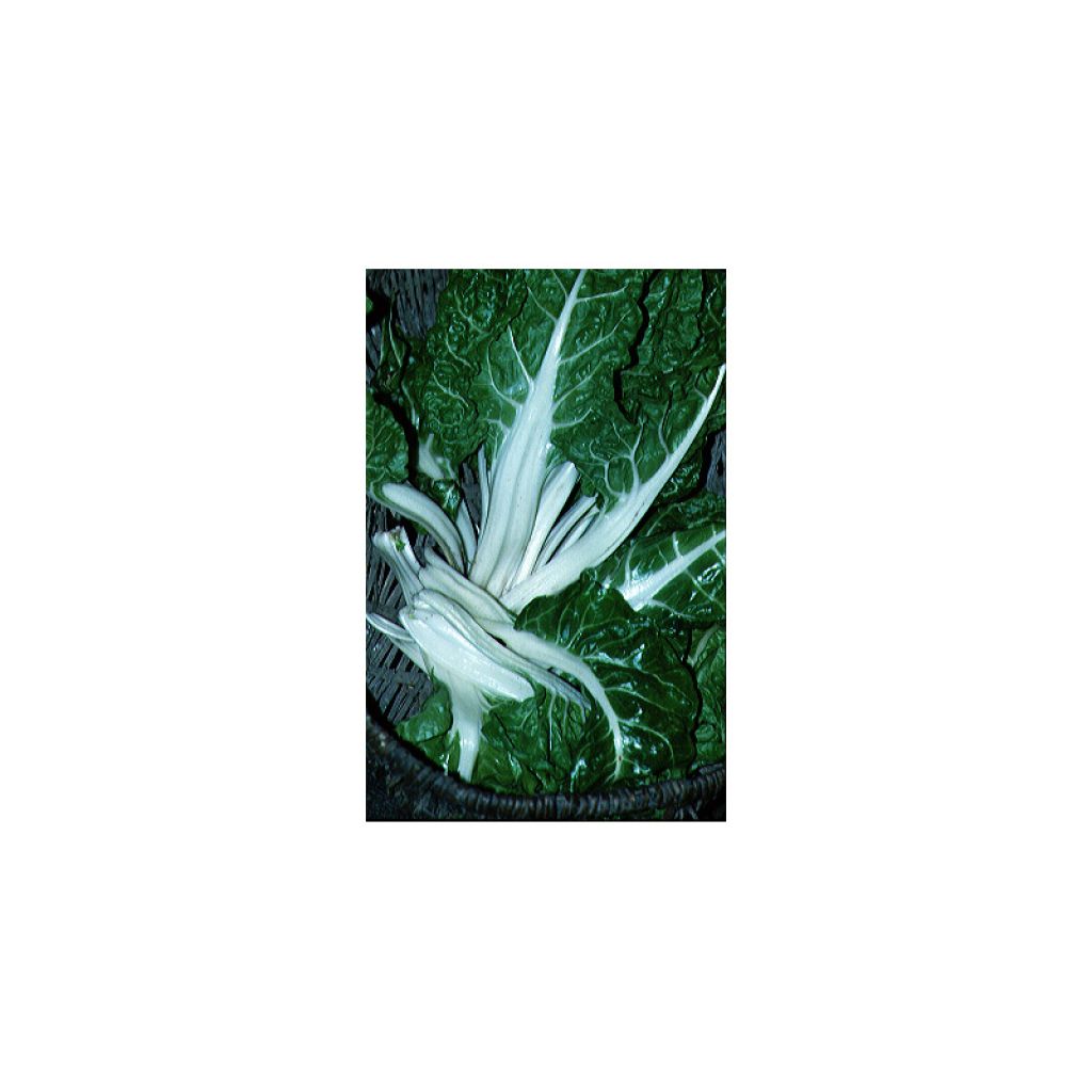 Green Chard with White Rib - Beta vulgaris