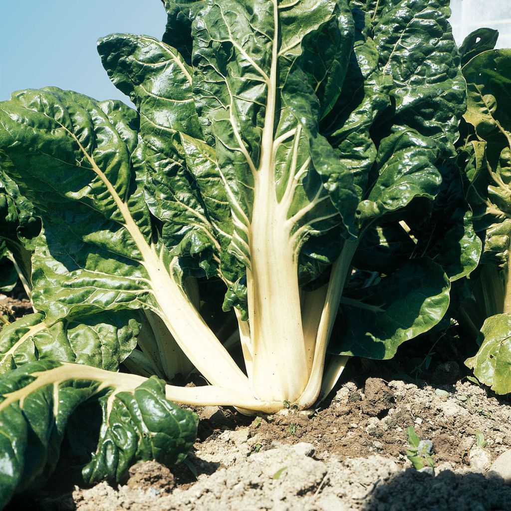 Green Chard with White Rib plants - Beta vulgaris