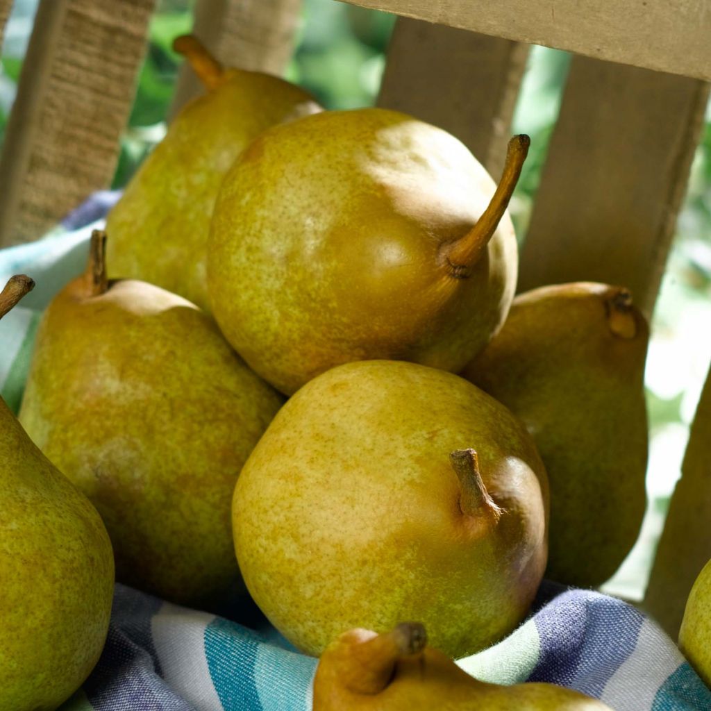 Pyrus communis Super Comice Delbard - Pear Tree