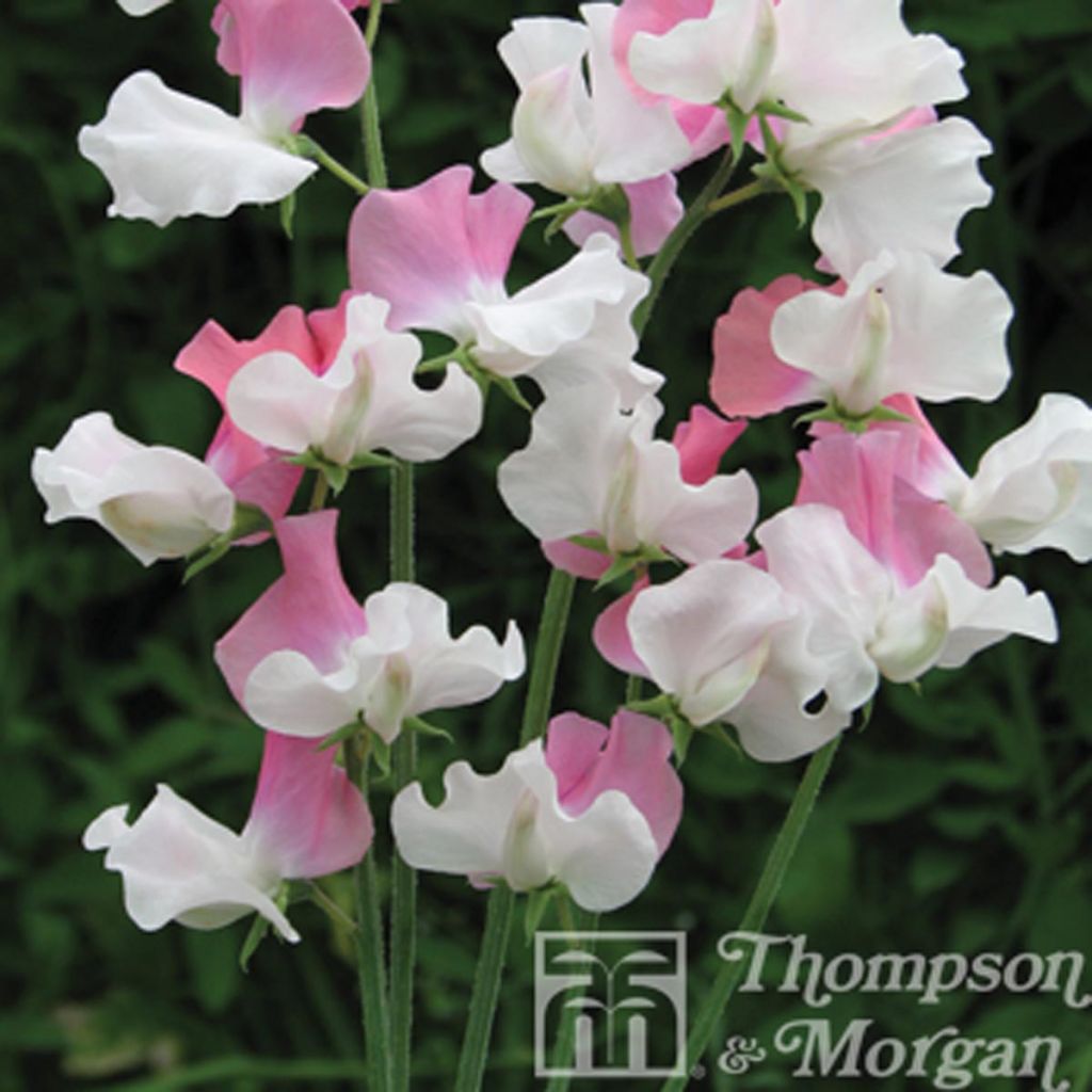 Lathyrus odoratus grandiflora Promise - Sweet pea
