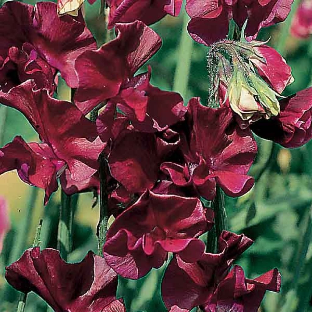 Lathyrus odoratus Beaujolais