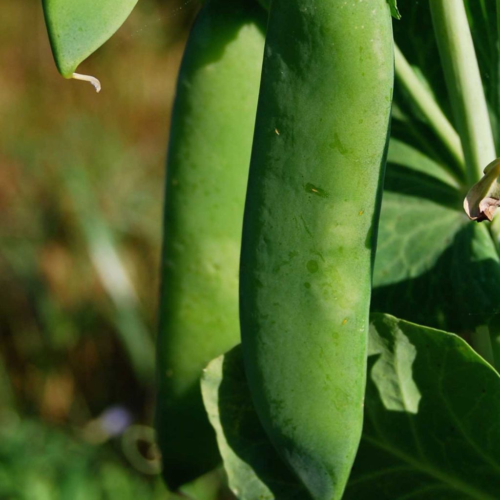 Dwarf Pea Rondo