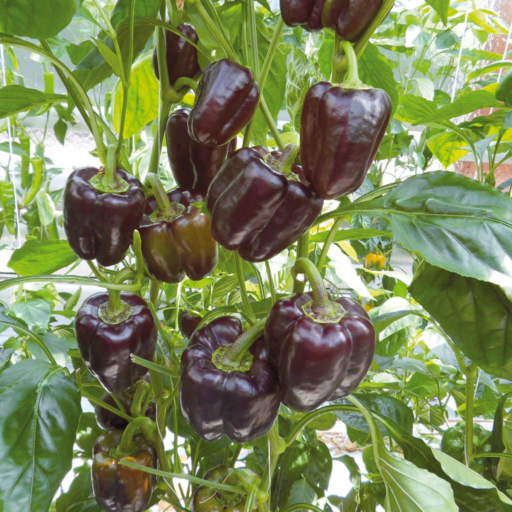 Organic Pepper Bellania F1 - Capsicum annuum