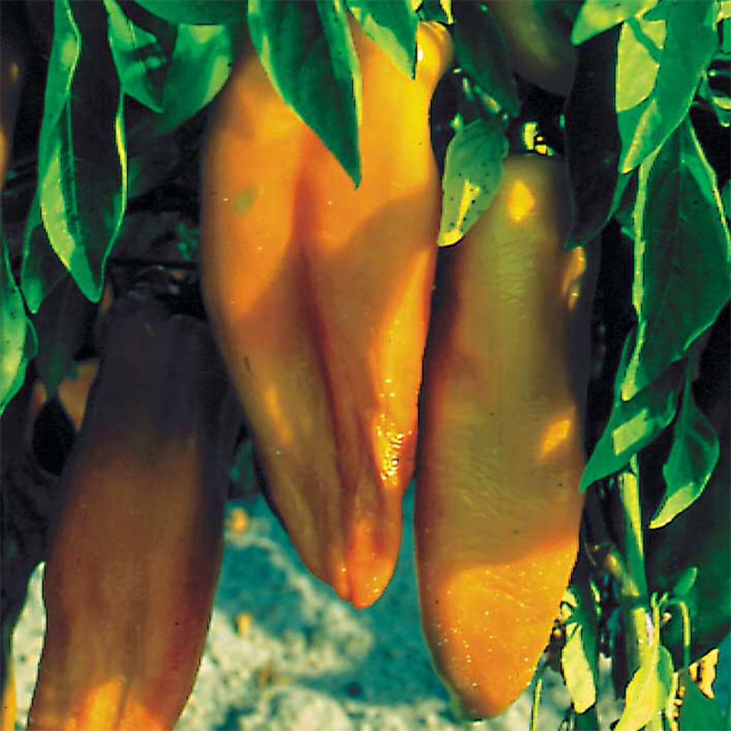Sweet Pepper Corno di Toro Giallo - Ferme de Sainte Marthe Seeds
