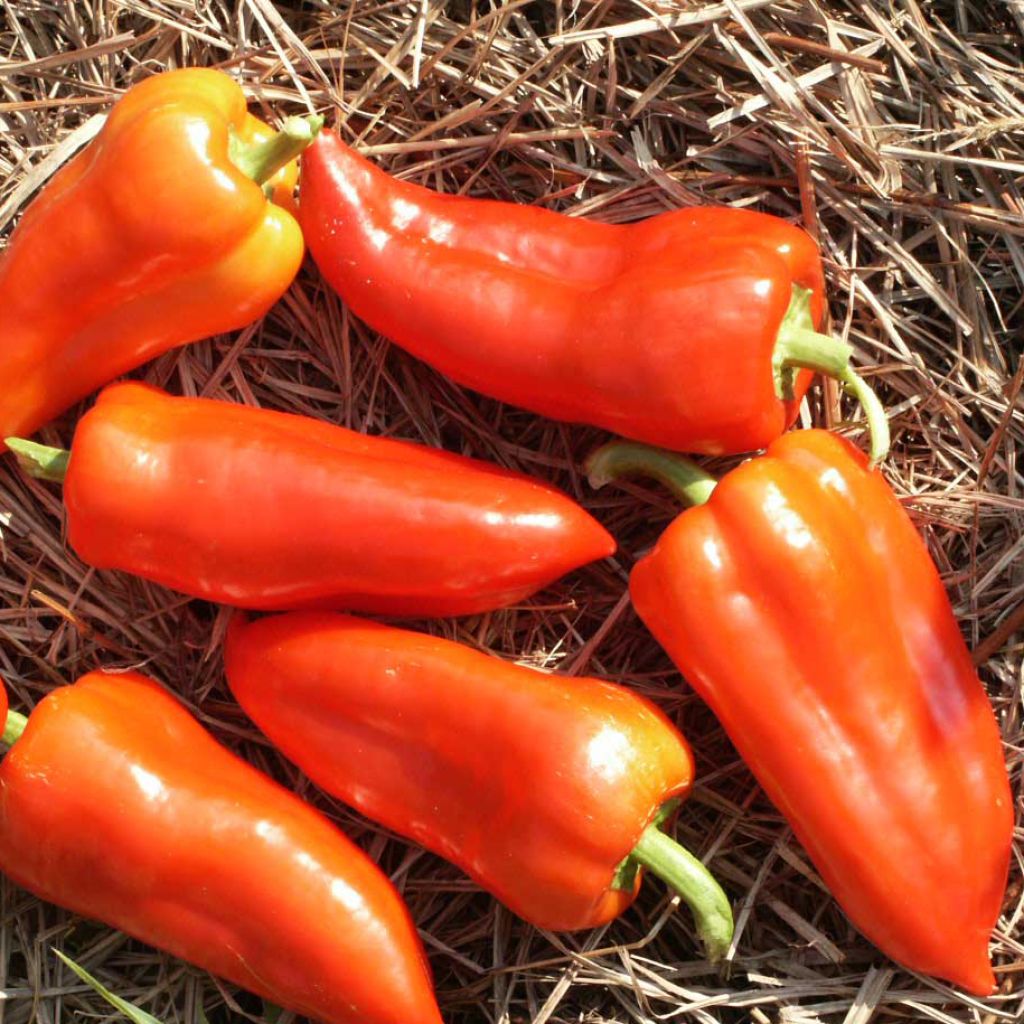 Sweet Pepper Ferenc Tender - Ferme de Sainte Marthe Seeds