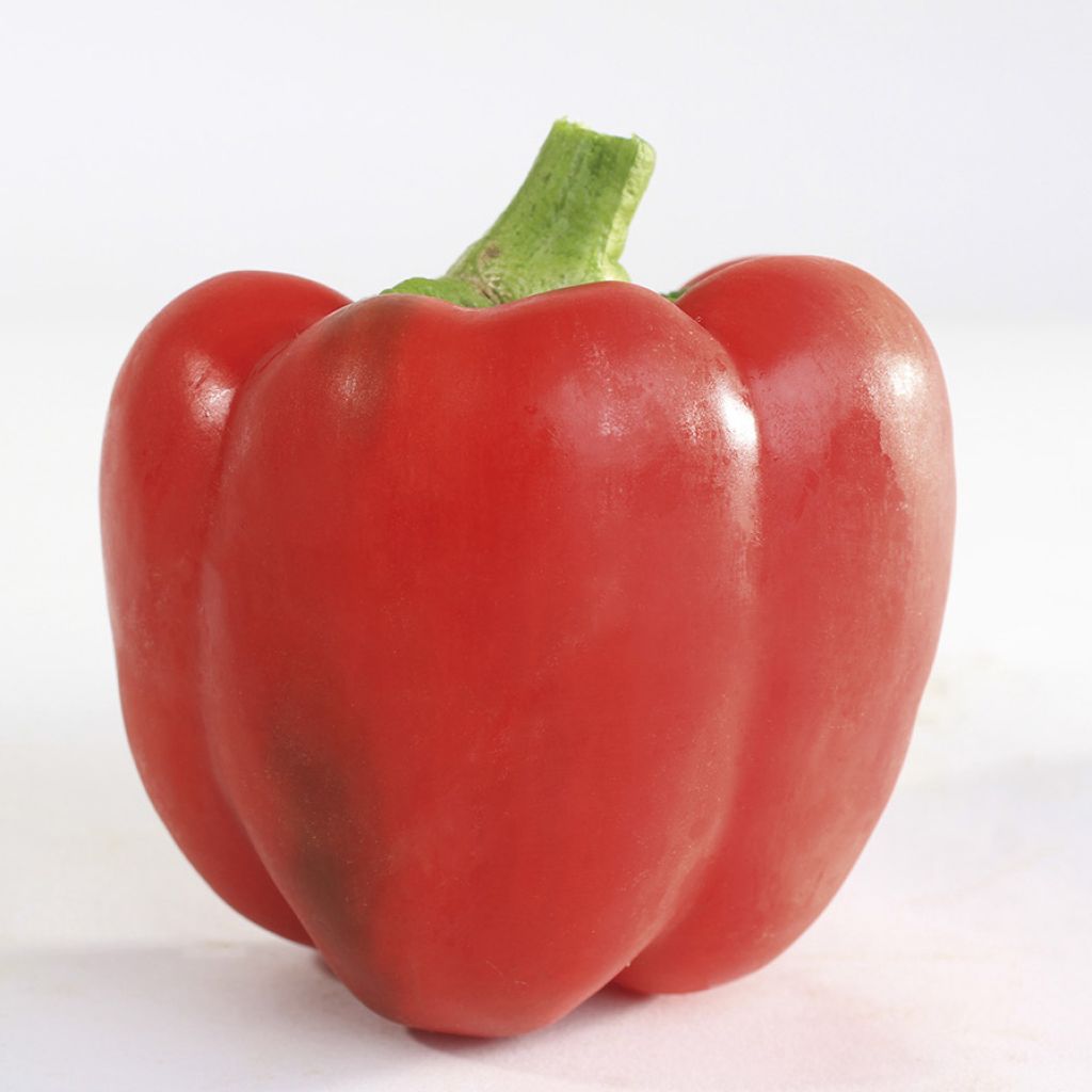 Sweet Pepper Yolo Wonder Organic