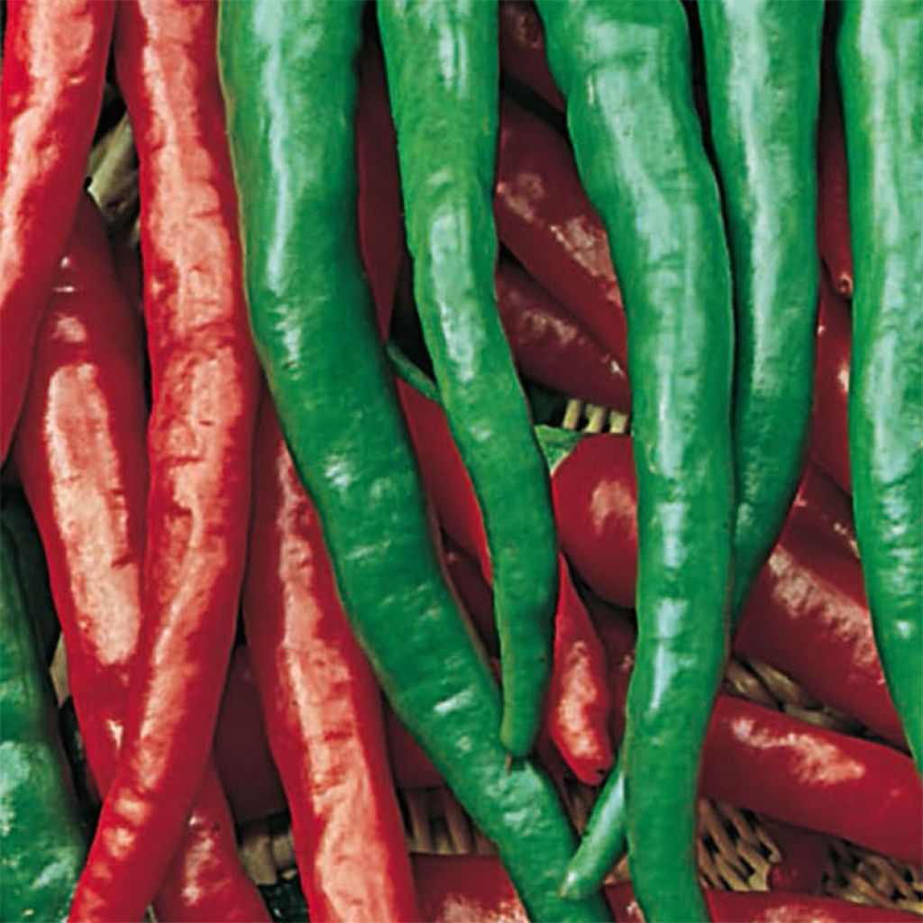 Sweet Pepper Doux des Landes Organic