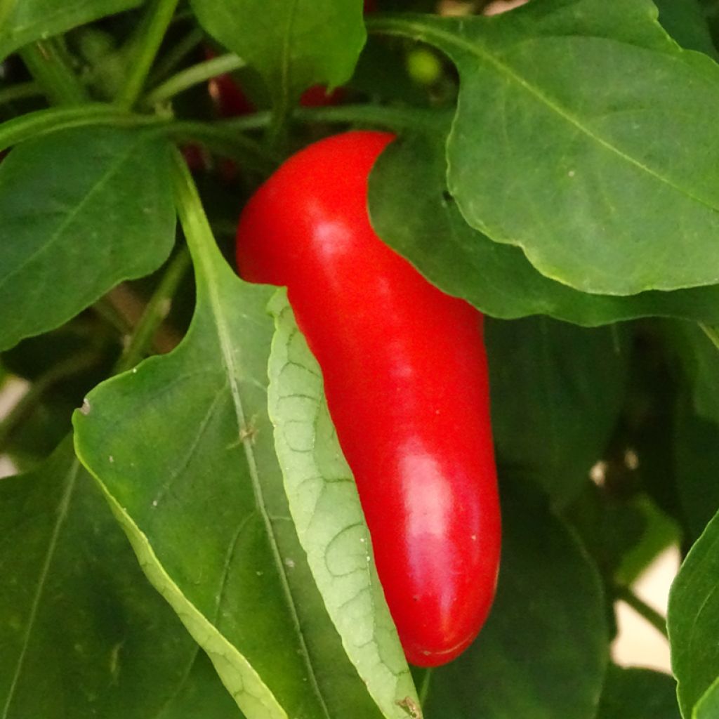 Orange Pepper Snackor F1 Plants - Capsicum annuum