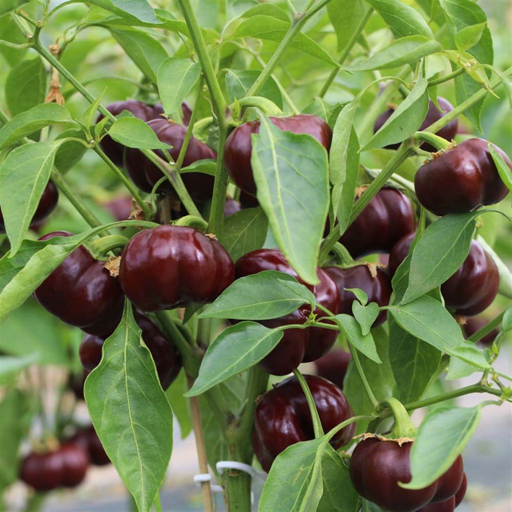 Sweet Pepper Mini Chocolate Bell - Ferme de Sainte Marthe seeds